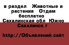  в раздел : Животные и растения » Отдам бесплатно . Сахалинская обл.,Южно-Сахалинск г.
